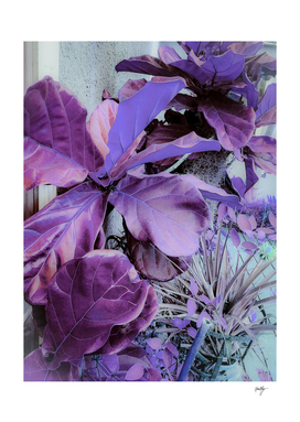 Purple Foliage