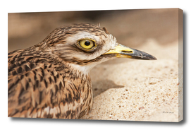 Stone - Curlew