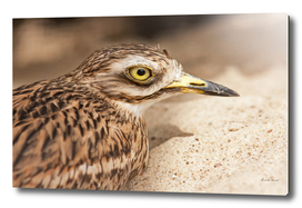 Stone - Curlew