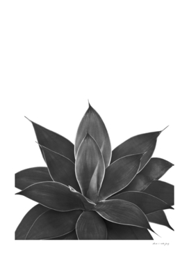 Black Agave #1 #tropical #decor #art
