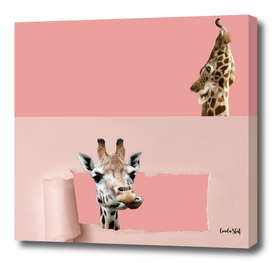 Giraffe's on pink