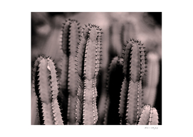 Blush Cacti Dream #1 #cactus #decor #art