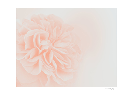 Light Peach Rose #3 #floral #art