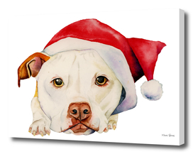 White Pit Bull Terrier Dog with Santa Hat Portrait