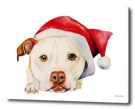 White Pit Bull Terrier Dog with Santa Hat Portrait