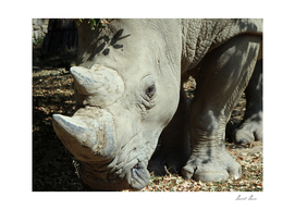 White rhinoceros, (Ceratotherium simum),
