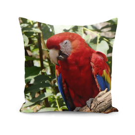 Scarlet macaw, (Ara macao)