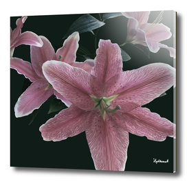 Pink Lillies