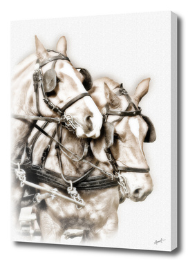 Two hitched horses