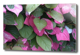 Pink foliage III