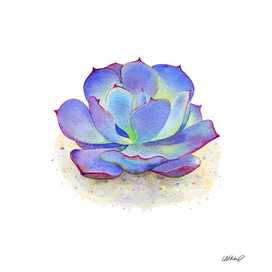 Blue Echeveria Succulent Watercolor