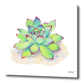Kiwi Aeonium Succulent Watercolor