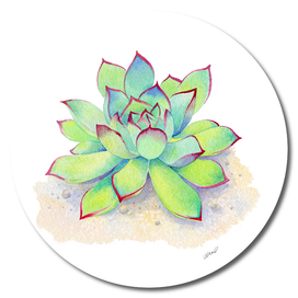 Kiwi Aeonium Succulent Watercolor