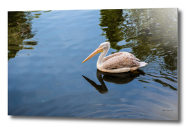 Pelican floating in the lake