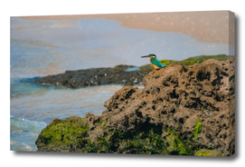 Common kingfisher bird sitting on the sea rock