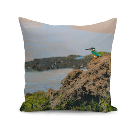 Common kingfisher bird sitting on the sea rock
