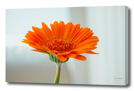 Orange gerbera flower on white background
