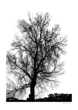 Silhouette of bare tree - black and white