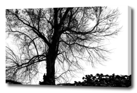 Silhouette of bare tree - black and white