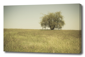 Single tree in an open grassy field meadow