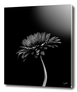 Daisy gerbera. Black and white