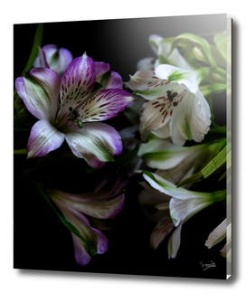 Floral bouquet. Purple and white flowers
