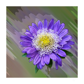 blue violet flower