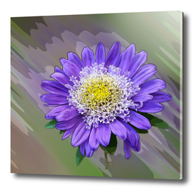 blue violet flower