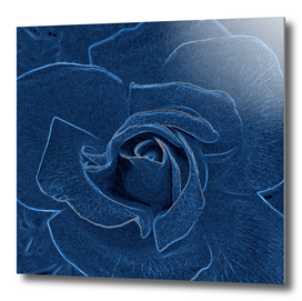 blue velvety rose