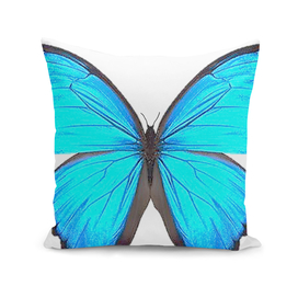 Butterfly Blue Morpho