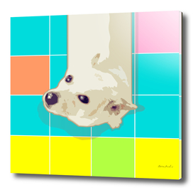White Puppy on Geometric Floor