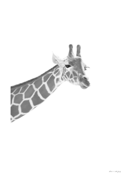 Giraffe Black & White Dream #1 #dreamy #decor #art