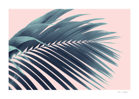 Palm Leaf Blush Vibes #1 #tropical #decor #art