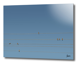 swallows on a wire