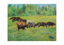 Wild horses from Vlasina