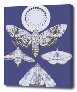 luna moths blue