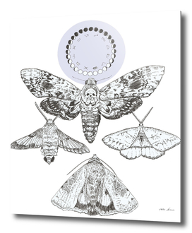Moorland Moths