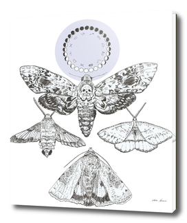 Moorland Moths