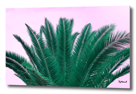 Sunset Palm