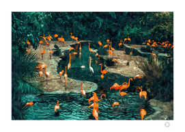 Flamingo Creek