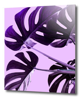 Purple leaves 3500