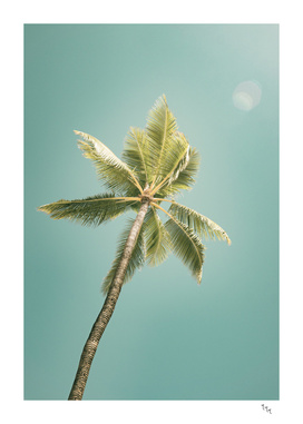 palmtree ver.summer