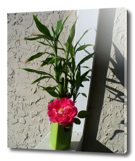 Pink Rose and Bamboo