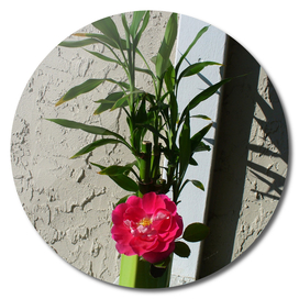 Pink Rose and Bamboo