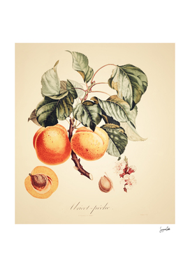 Apricot- Creamy Vintage