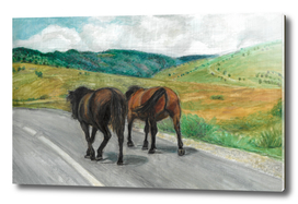 Wild horses on the road