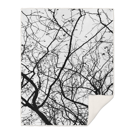 FOLIAGE SERIES Minimal branches in black and white