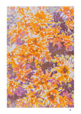 Orange and Purple Mum Flower