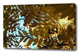Autumnal golden hues IV