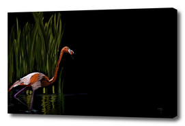 59 - Kerala flamingo
